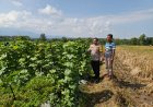 Bhabinkamtibmas Banjarsari Kulon Dorong Pekarangan Pangan Bergizi untuk Ketahanan Pangan